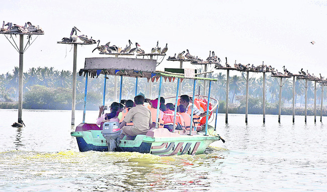 కొల్లేరుకు అతిథులొచ్చారు!1