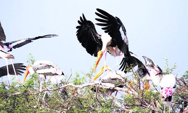 కొల్లేరుకు అతిథులొచ్చారు!1