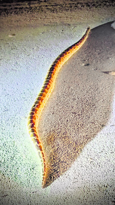 ఎస్సీ రిజర్వేషన్ల శాతం పెంచాలి1