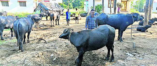 అరకొరగా దాణా..  
1