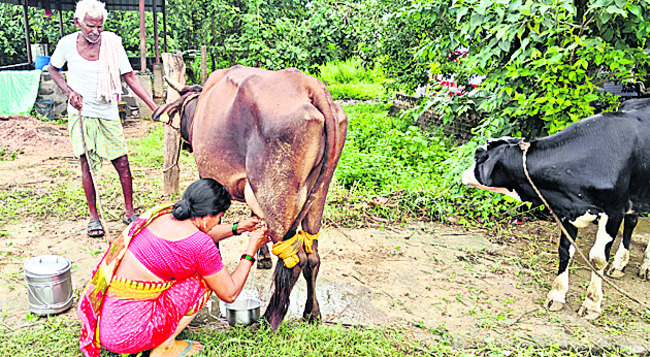 అరకొరగా దాణా..  
2
