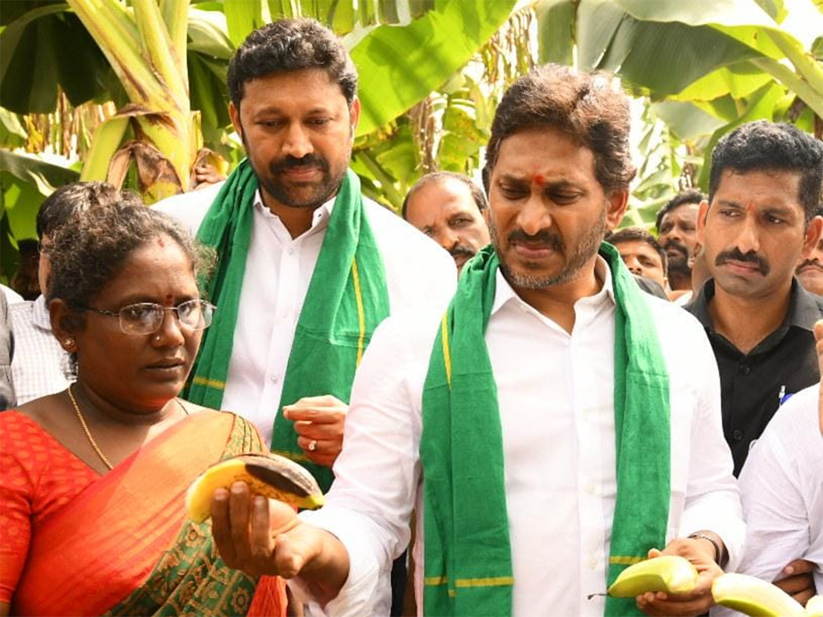 YS Jagan Visit Banana Farmers At Brahmanapalli Photos10