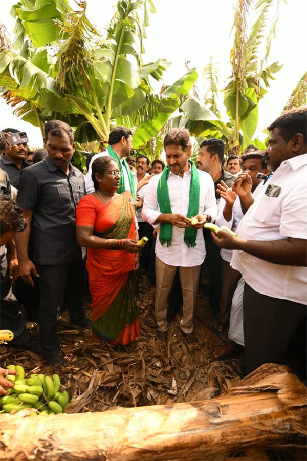 YS Jagan Visit Banana Farmers At Brahmanapalli Photos11