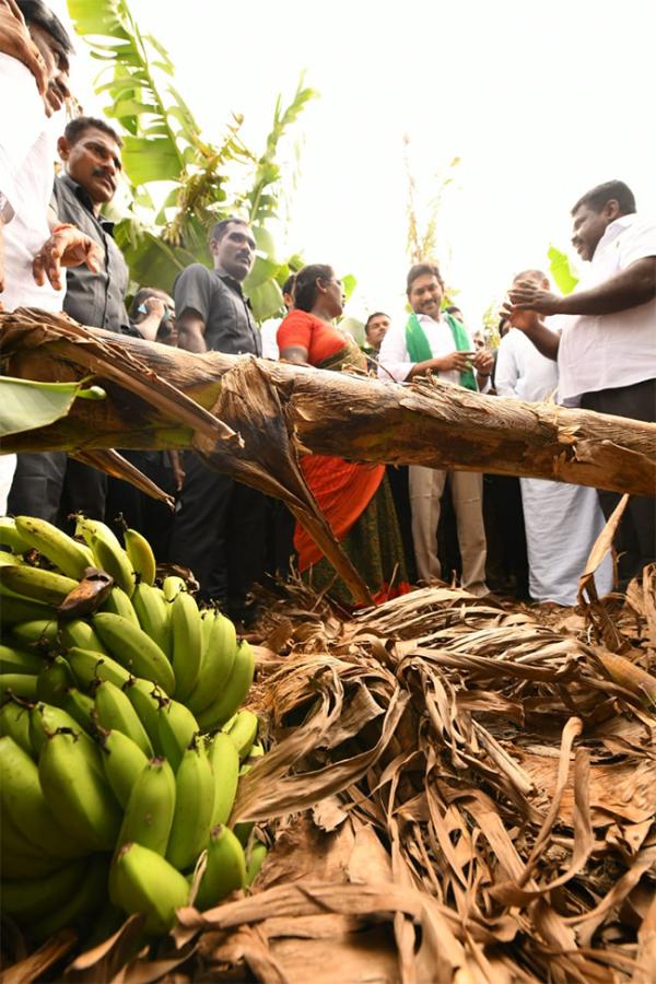 YS Jagan Visit Banana Farmers At Brahmanapalli Photos14