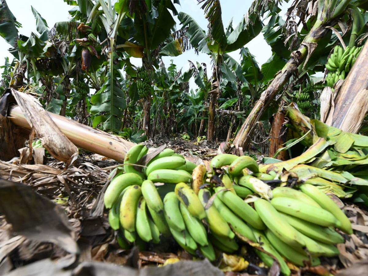 YS Jagan Visit Banana Farmers At Brahmanapalli Photos28