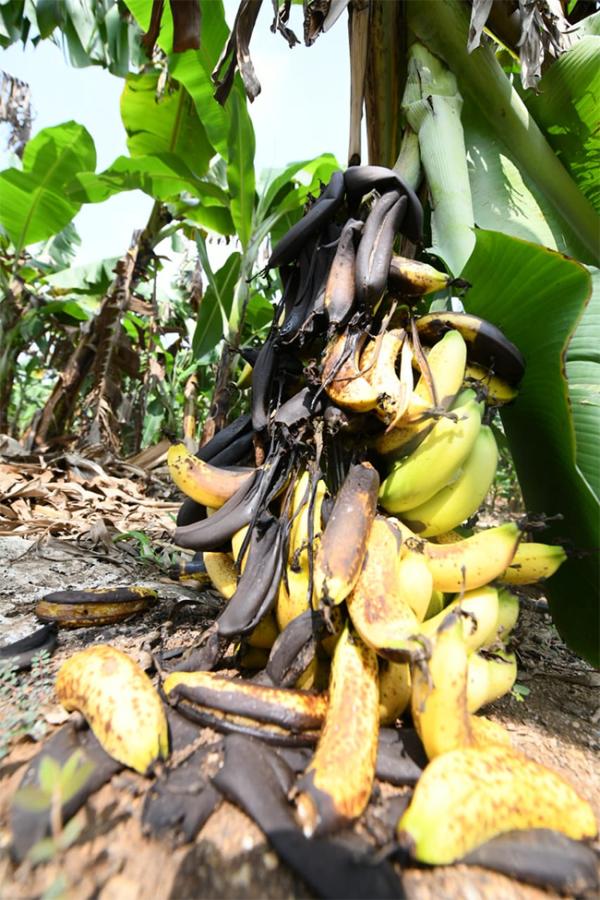 YS Jagan Visit Banana Farmers At Brahmanapalli Photos29