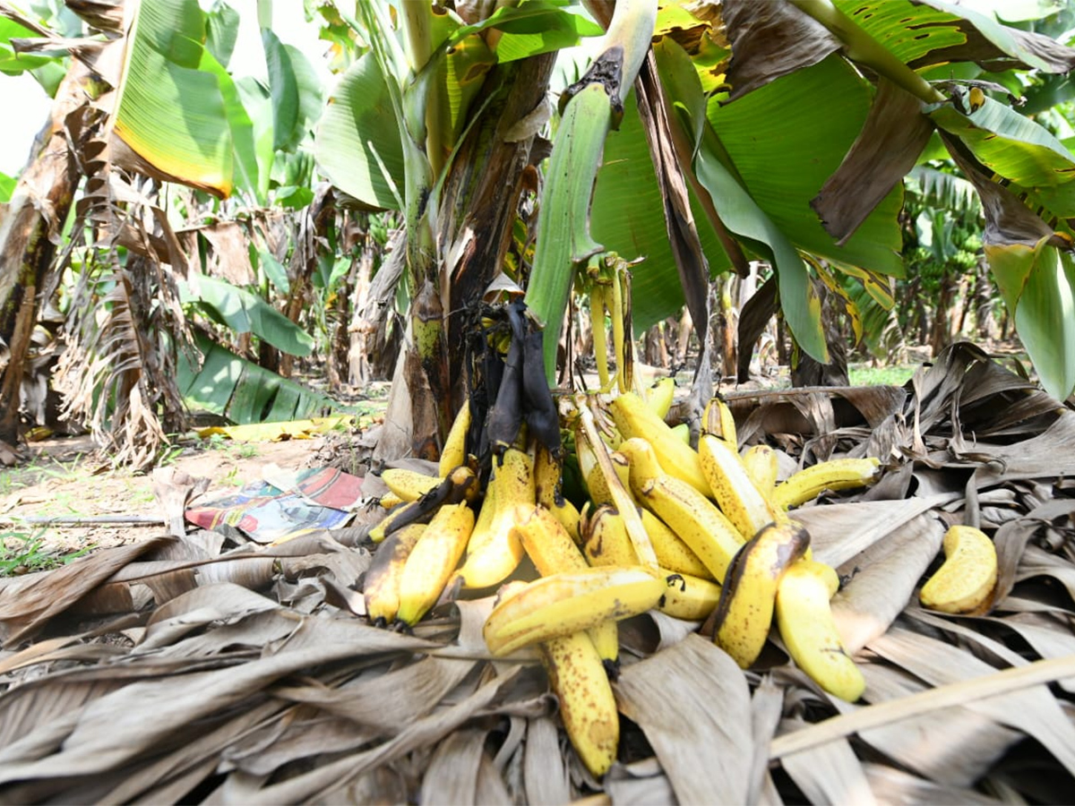YS Jagan Visit Banana Farmers At Brahmanapalli Photos30