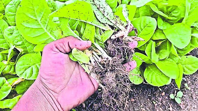 నారు.. గిరాకీ జోరు1