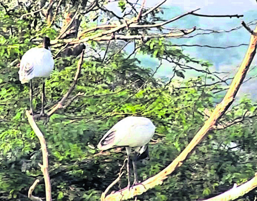 వలస పక్షుల విహారం1