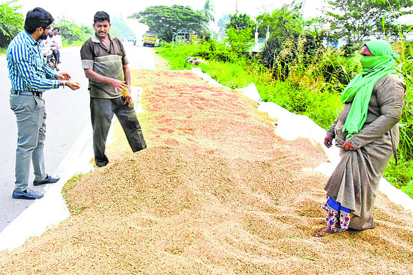 మానుగాయ తెగులును పరిశీలించిన కలెక్టర్‌2