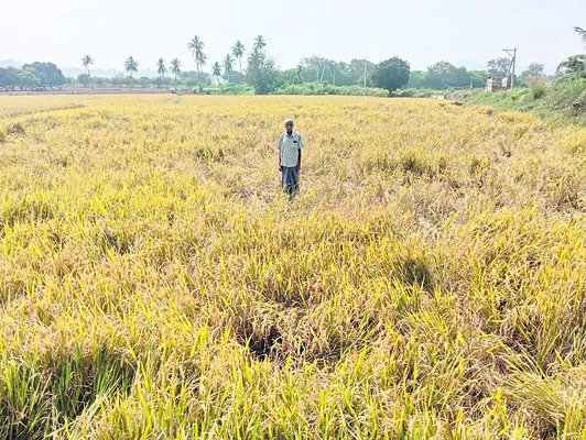 పశువుల దాణాను  సద్వినియోగం చేసుకోవాలి   1