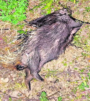 ● ముళ్ల ఏదును తప్పించబోయి.. 1