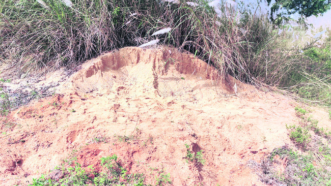 పశువుల దాణాను  సద్వినియోగం చేసుకోవాలి   2