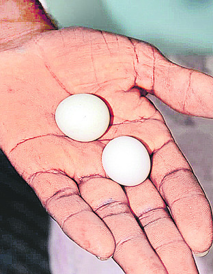 భలే గుడ్లు! 1