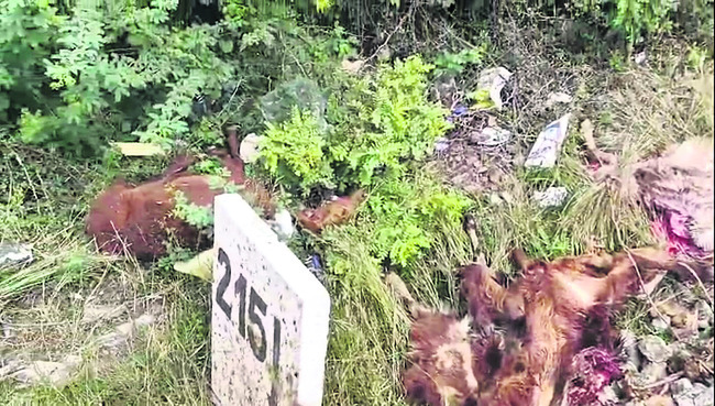 రైలు ఢీకొని 28 గొర్రెలు మృతి1