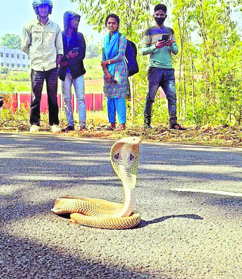 నడిరోడ్డుపై నాగసర్పం! 2