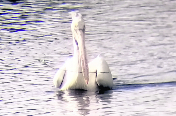 విహంగాల విడిదిల్లు..నేలపట్టు2