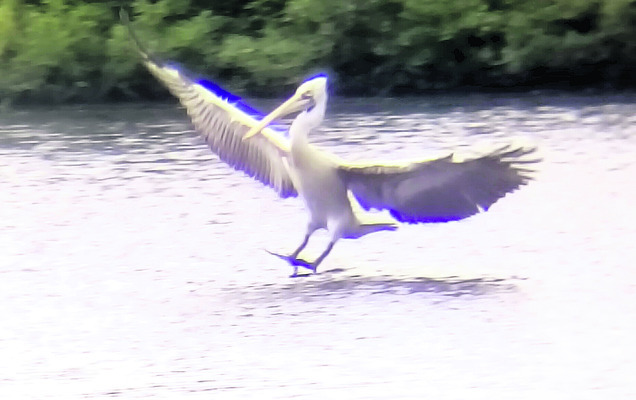 విహంగాల విడిదిల్లు..నేలపట్టు1