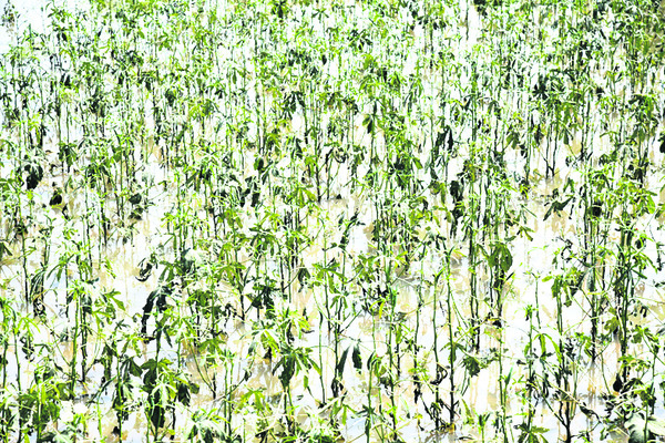 రైతన్నా.. మీ కోసం.. కష్టాలే సర్వస్వం 1