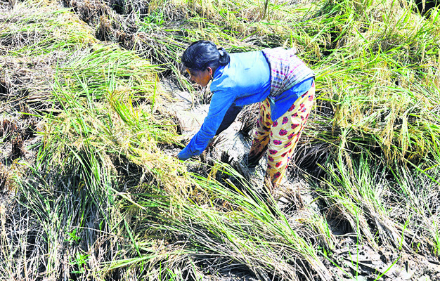 రైతన్నా.. మీ కోసం.. కష్టాలే సర్వస్వం 2
