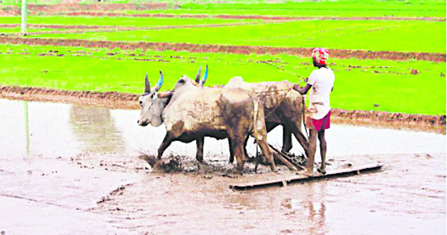 ఇక కౌలుకోలేం..! 1