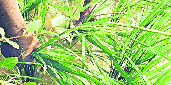 నకిలీ బాగోతం 1