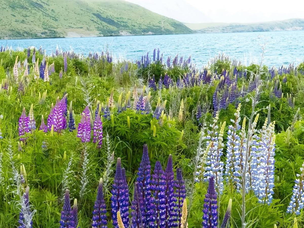 Actress Nabha Natesh Enjoying New zealand Trip Photos5