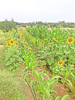 ఎలా బతికేది బాబూ? 2