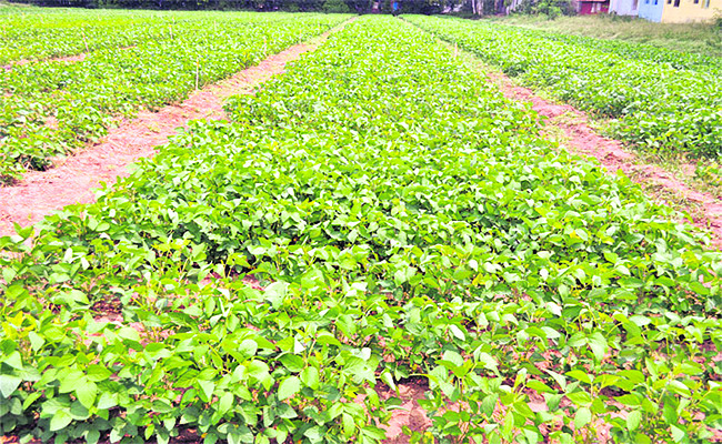 జిల్లాలో సాగు ఇలా..1