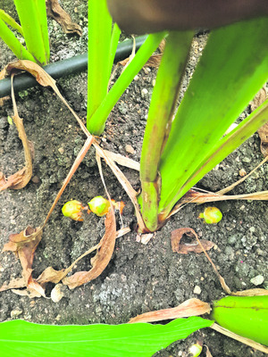 తెగుళ్లకు బెడ్‌తో చెక్‌ 1