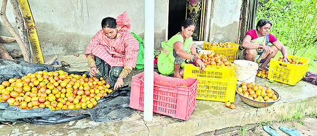 నేల రాలిన ఆశలు1