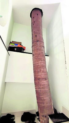 ● చెట్టంతా ఆదర్శం 1