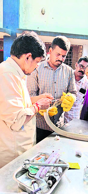 గాయపడిన శ్వేతనాగుకు శస్త్ర చికిత్స 1