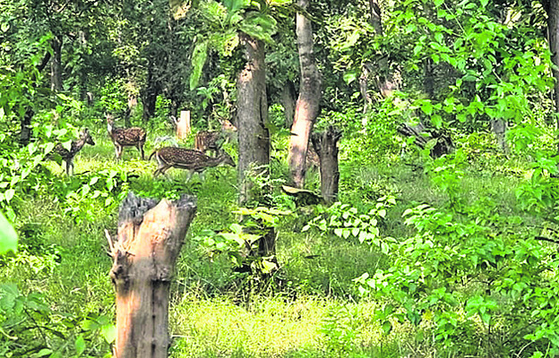 మంచిర్యాల3