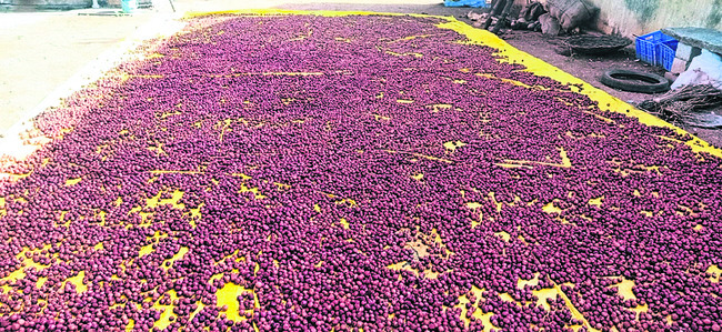 హామీ వక్కలైంది 1