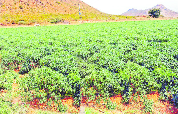 ప్రకాశం1