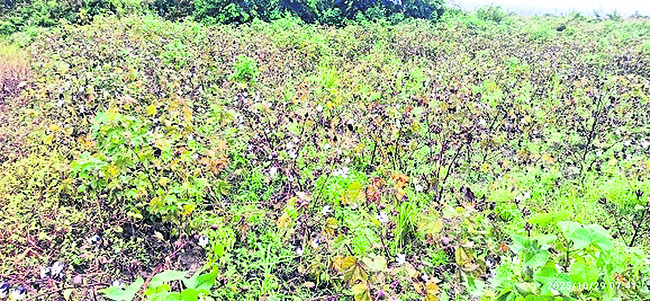 నిబంధనల అడ్డంకి! 2