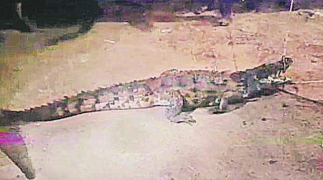 11 ఏళ్లకే 100 కూచిపూడి నాట్య ప్రదర్శనలు 
2