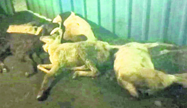 మార్కెట్‌లో మటన్‌ మంచిదేనా?1