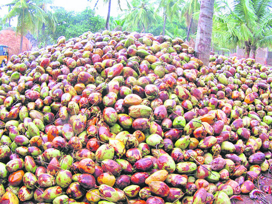 కొబ్బరి అధరహో... 
1