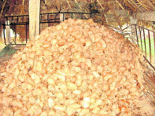 కొబ్బరి అధరహో... 
2