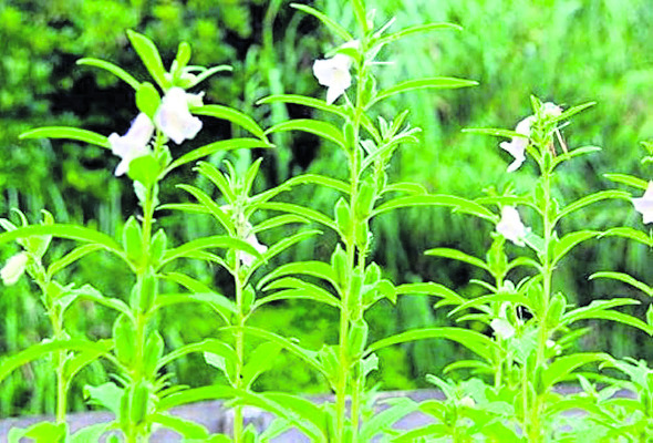 ‘నువ్వుల’ సాగుకు ఇదే అదును1