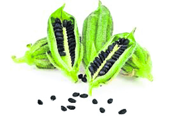 ‘నువ్వుల’ సాగుకు ఇదే అదును1