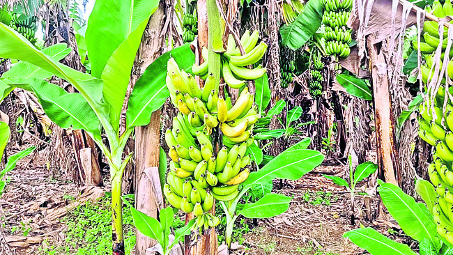 ● చెట్లపైనే మాగుతున్న కాయలు.. 2