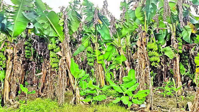 ● చెట్లపైనే మాగుతున్న కాయలు.. 1