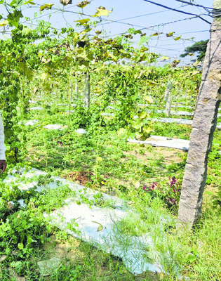 సేంద్రియ సాగు.. అద్భుత ఫలితాలు.. 1