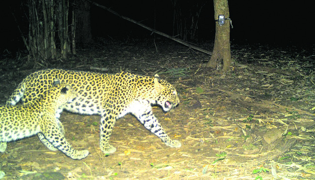 జంతు గణనకు సన్నద్ధం1