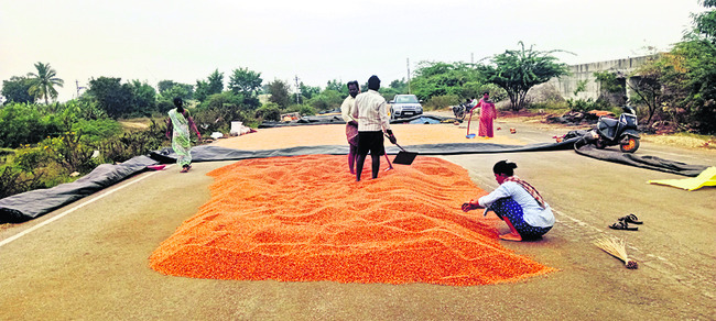 జిల్లాలో కంది, మొక్కజొన్న సాగు చేసిన రైతుల కంట కన్నీరు 1
