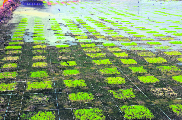 ఒక మడి.. 30 రకాల నారు1