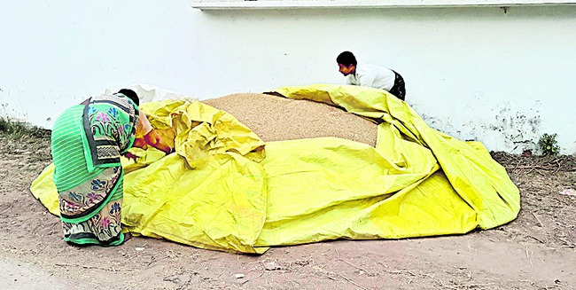 ‘దిత్వా’తో రైతుల్లో కలవరం 1